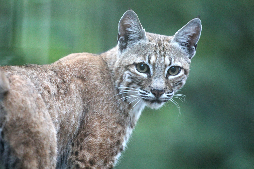 bobcat. CDFW photo